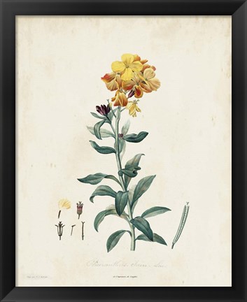 Framed Traditional Botanical III Print