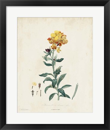 Framed Traditional Botanical III Print