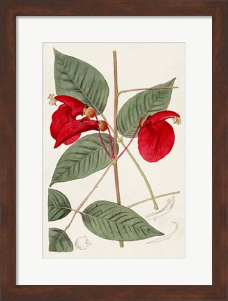 Framed Flora of the Tropics II Print