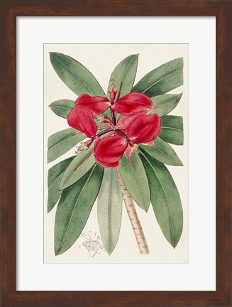 Framed Flora of the Tropics III Print