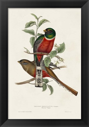 Framed Elegant Trogons I Print