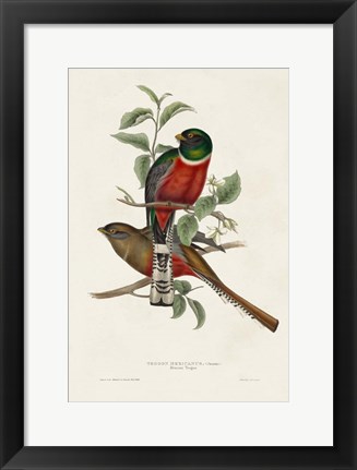 Framed Elegant Trogons I Print