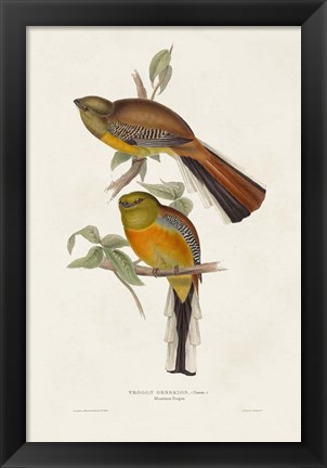 Framed Elegant Trogons II Print