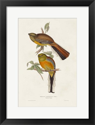 Framed Elegant Trogons II Print