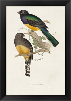 Framed Elegant Trogons III Print