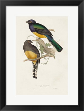 Framed Elegant Trogons III Print