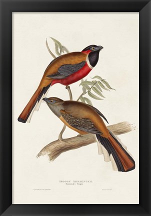 Framed Elegant Trogons IV Print