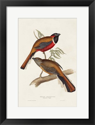 Framed Elegant Trogons IV Print