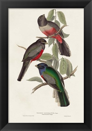 Framed Elegant Trogons V Print