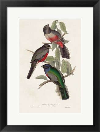 Framed Elegant Trogons V Print