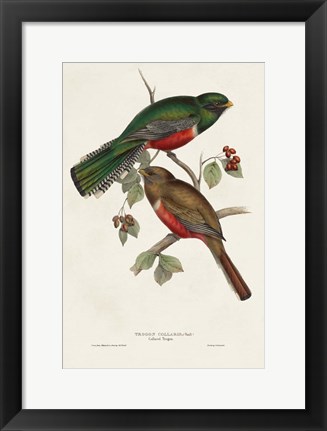 Framed Elegant Trogons VI Print