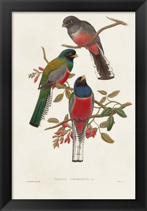 Framed Elegant Trogons IX Print