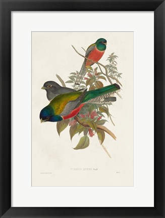 Framed Elegant Trogons VII Print