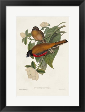 Framed Elegant Trogons VIII Print