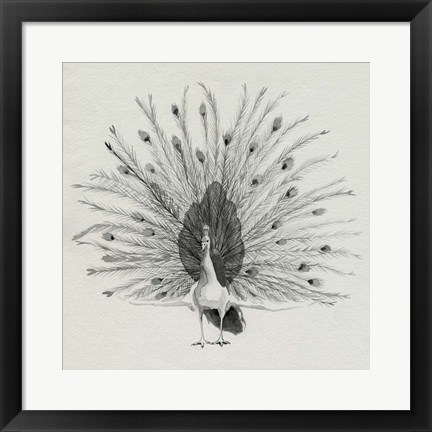 Framed Ebony Plumed Peacock II Print