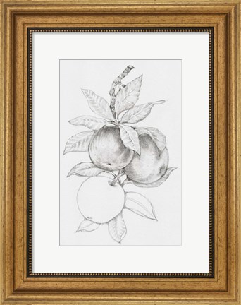 Framed Fruit-Bearing Branch II Print