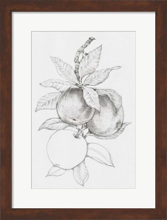 Framed Fruit-Bearing Branch II Print