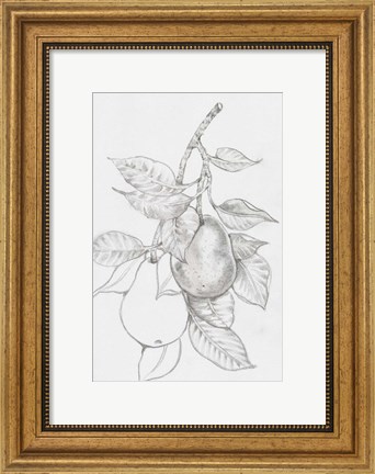 Framed Fruit-Bearing Branch III Print