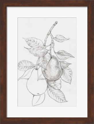 Framed Fruit-Bearing Branch III Print