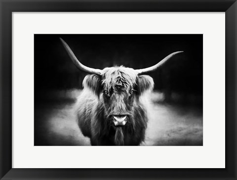 Framed Photography Study Highland Cattle Print