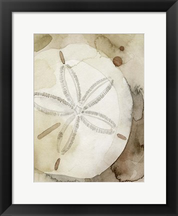 Framed Dry Sand Dollar I Print