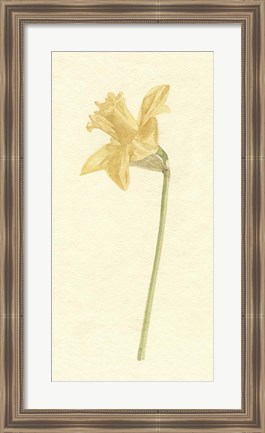 Framed Vintage Daffodil I Print