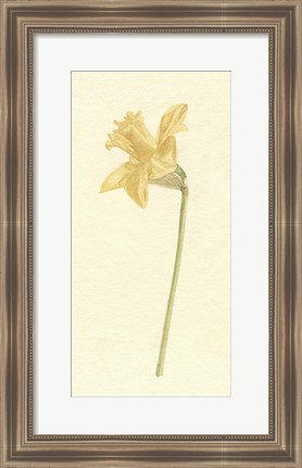 Framed Vintage Daffodil I Print