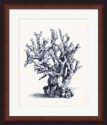 Framed Blue Antique Coral II Print