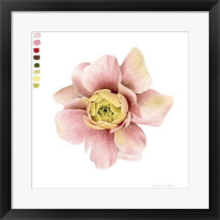 Framed Watercolor Ranunculus Study I Print