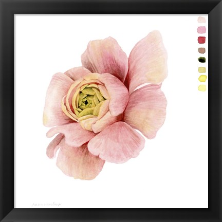 Framed Watercolor Ranunculus Study II Print