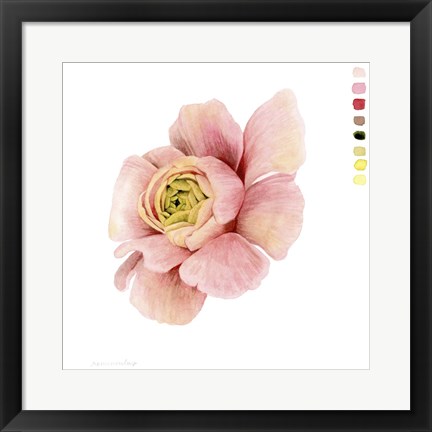 Framed Watercolor Ranunculus Study II Print