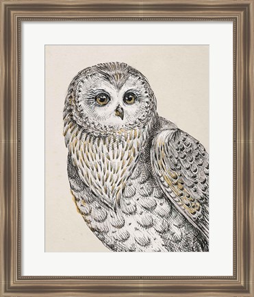 Framed Beautiful Owls IV Vintage Print