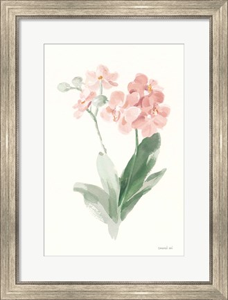 Framed Spring Orchid II Print