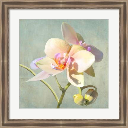 Framed Jewel Orchids II Print