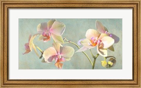 Framed Jewel Orchids Print