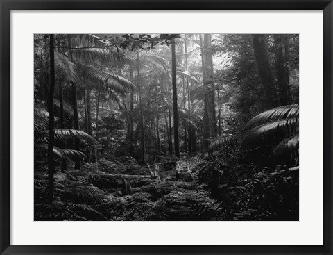 Framed In the Jungle Print