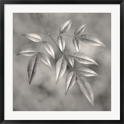 Framed Botanical Study No. 4 Print