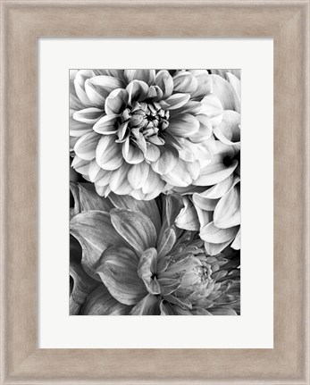 Framed B&amp;W Flower 2 Print