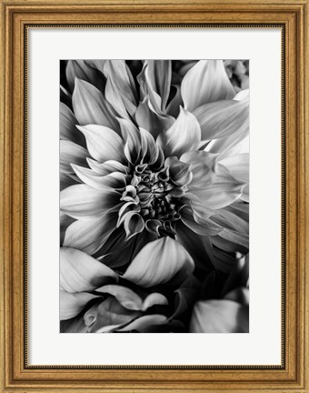 Framed B&amp;W Flower 4 Print