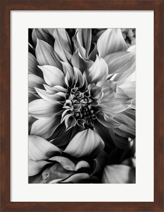 Framed B&amp;W Flower 4 Print