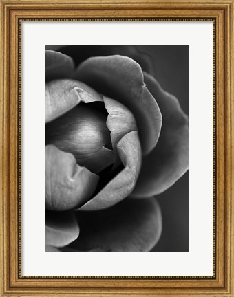 Framed Flower Bloom Print