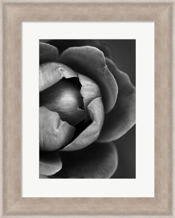 Framed Flower Bloom Print