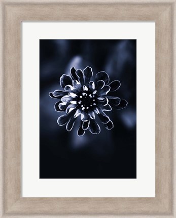 Framed Flower Bloom 2 Print