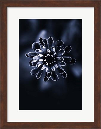 Framed Flower Bloom 2 Print