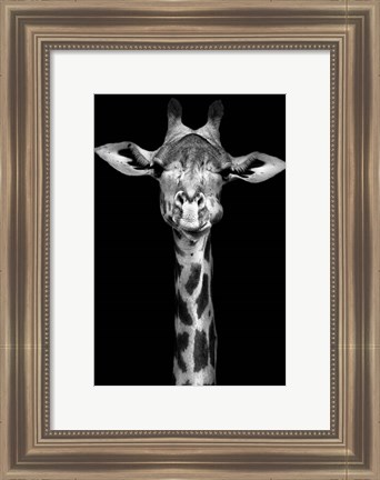 Framed Giraffe Print