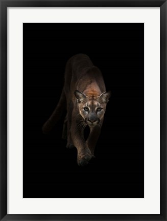 Framed Lion Print