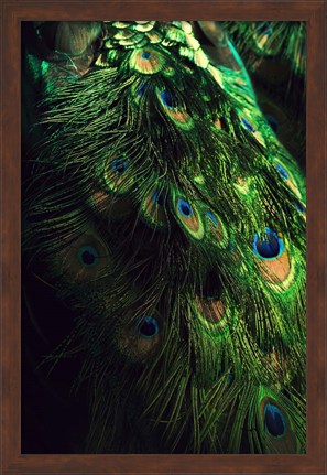 Framed Peacock Tail Print