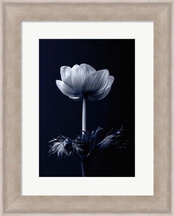 Framed Single Flower Print