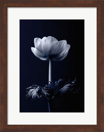 Framed Single Flower Print