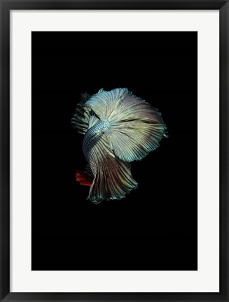 Framed Turquoise and Red Betta Print